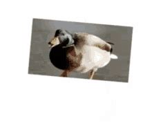 Spinning Duck Duck Spinning GIF - Spinning Duck Duck Spinning Spinning ...