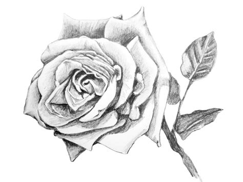 How to draw a realistic rose — Drawing Realism