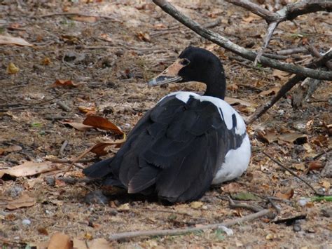 The Online Zoo - Magpie Goose