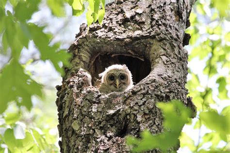 Nesting Habits of Great Horned and Barred Owls | The Old Farmer's Almanac