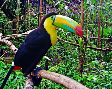 toucan, Parrot, Bird, Tropical, 35 Wallpapers HD / Desktop and Mobile ...