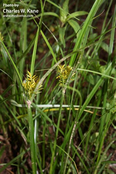 Cyperus esculentus var. leptostachyus | Yellow nutsedge | Edible Uses ...