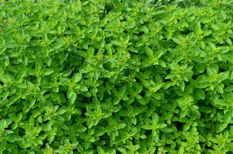 ORGANIC HERB OREGANO ITALIAN ORIGANUM VULGARE 2000 SEEDS 5060407962818 ...