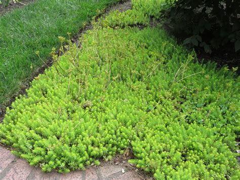 Hardy Sedum Groundcovers | What Grows There :: Hugh Conlon ...