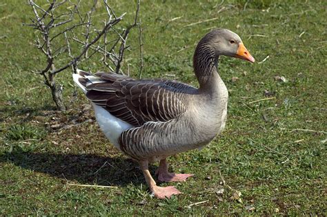 List of goose breeds - Wikipedia