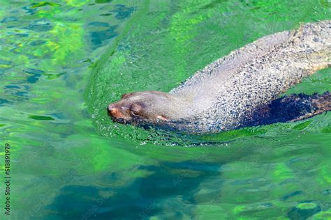 sea lion swimming in water Stock Photo | Adobe Stock