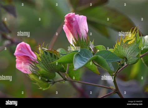 Cotton plant flowers Stock Photo - Alamy