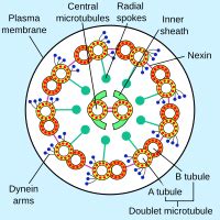 Nexin - Wikipedia