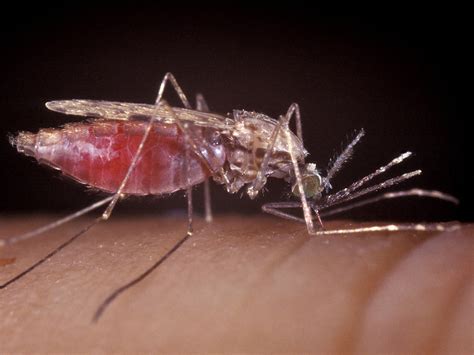 What If A Drug Could Make Your Blood Deadly To Mosquitoes? | Health ...