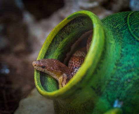 How To Keep Snakes Away From Your Patio – Captain Patio