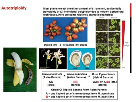 Polyploidy