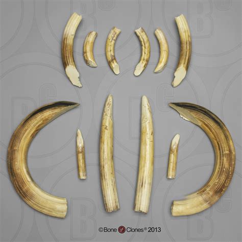 Hippo Lower Large Canine Tusk - Bone Clones, Inc. - Osteological ...