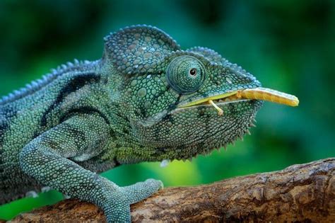 Chameleon Lifespan: Interesting Facts On Their Age Revealed! | Kidadl