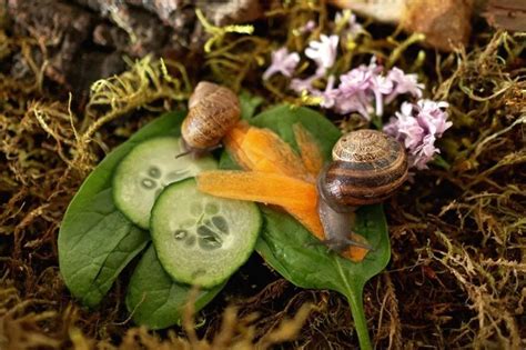 How to Make a Snail Habitat | Snails in garden, Snail, Pet snails