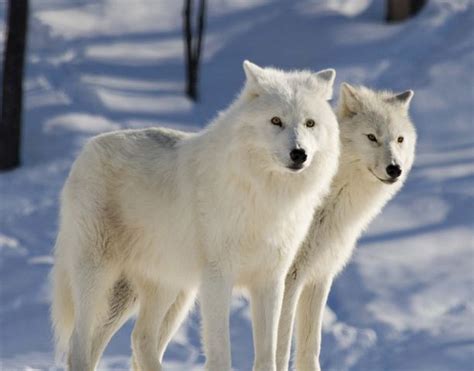 Here are some of the most interesting arctic wolf facts such as arctic ...