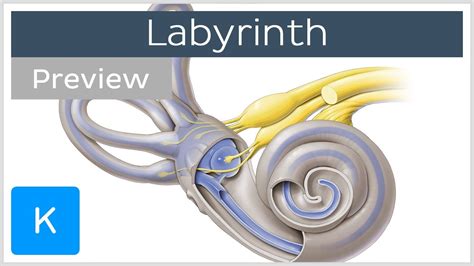 Ear Anatomy Labyrinth - Abba Humananatomy