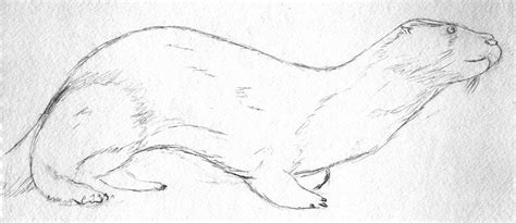 North American River Otter - Sketched from life (taxidermy) River Otter ...