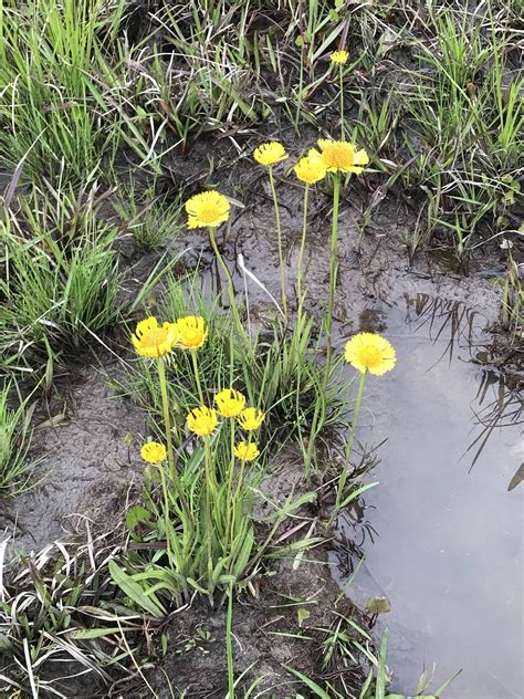 Roadside ditches in South Georgia have a lot of these blooming right ...