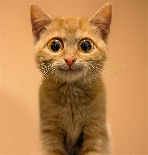 Funny Big Eyed Kitten Smiling | Cats with big eyes, Kitten, Orange ...