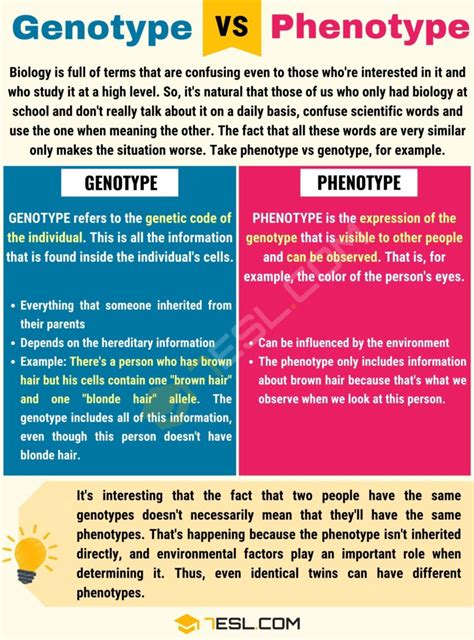 Genotype vs. Phenotype: Useful Difference between Phenotype vs ...