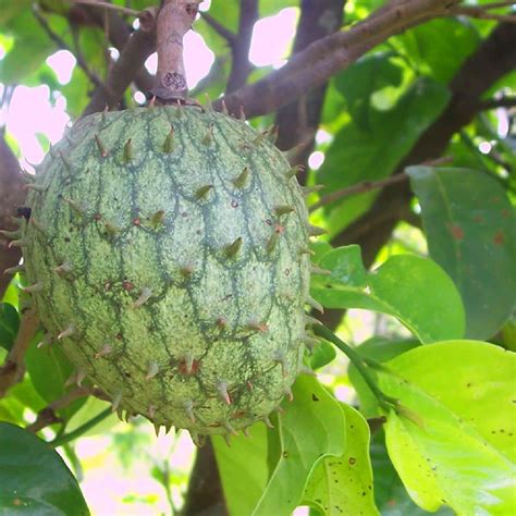 Polynesian Produce Stand : ~COROSSOL ZOMBIE~ Annona montana MOUNTAIN ...