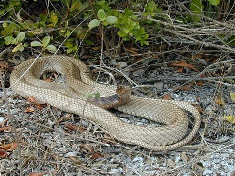 Coachwhip Snake Facts and Pictures | Reptile Fact