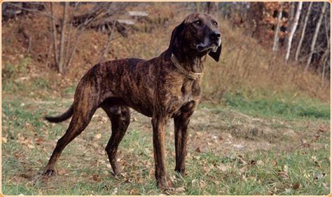 Plott Hound : Puppies, Pictures, Price, Temperament | Animals Adda