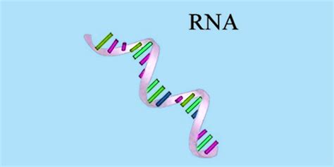 RNA - Structure of RNA | Types of RNA | Functions of RNA | Byju's