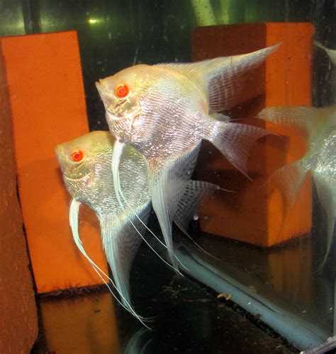 Albino Pearscale Angelfish (Breeding Pair) | RFI