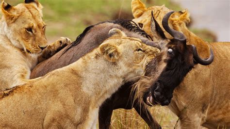 Masai Mara Animals | Animals in Masai Mara National Reserve