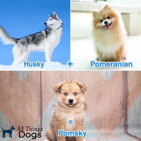 Pomsky: Pomeranian Husky Mix | All Things Dogs