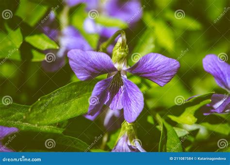 Scented Purple Viola Flower Stock Photo - Image of blossom, close ...