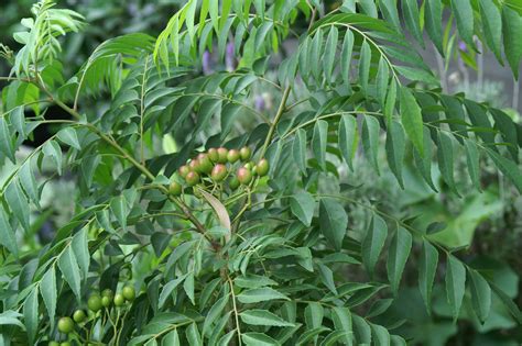 Curry Leaf Tree | Curry leaf plant, Back garden, Outdoor gardens