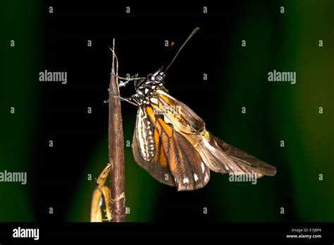 Newly hatched butterfly of a Heliconius species, unfolding its wings ...