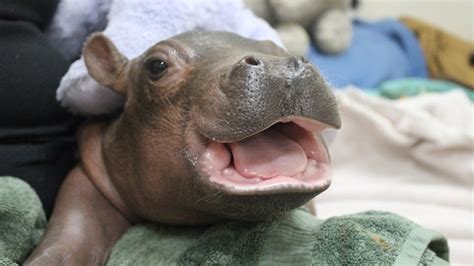 WATCH: Baby Hippo, Born Prematurely, Takes Her First Steps : The Two ...