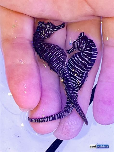 Zebra Seahorse, Real Hippocampus Zebra Collected in Western Australia ...