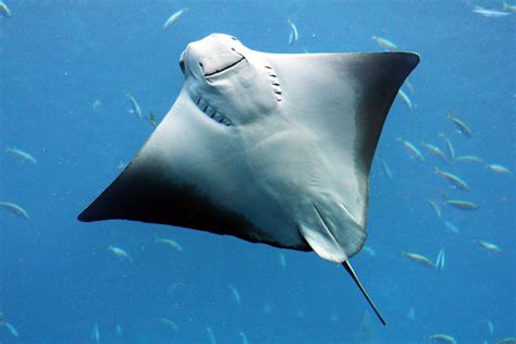 Stingray vs Manta Ray - What is the Difference? - American Oceans