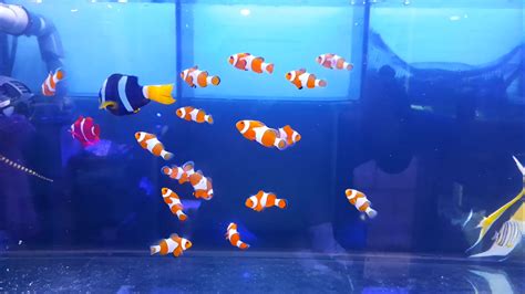 Ikan Hias Air Laut – Jaya Aquarium