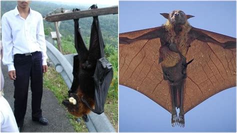 Human-Sized Bats Are Real And Have A Wingspan Of Up To 1.7 Meters | HITZ