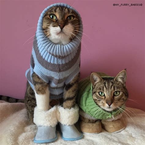 Pin by Gail on Cats in Sweaters | Cute animals, Cats, Animals