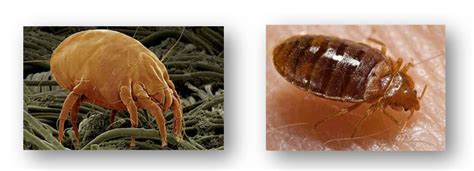 Dust Mites vs. Bed Bugs – How To Tell Them Apart? - Bed Bug ...