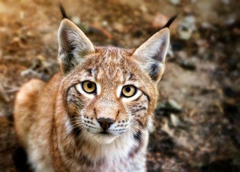 Who are you? - Lynx Cub by Manu34 on DeviantArt