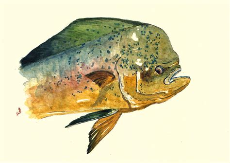 Mahi Mahi fish Painting by Juan Bosco - Pixels