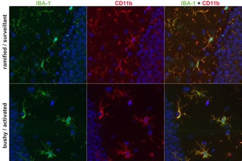 Synaptic Systems - tailor-made antibodies & tools