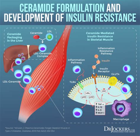 Visceral Fat: What is It and How it Drives Up Inflammation