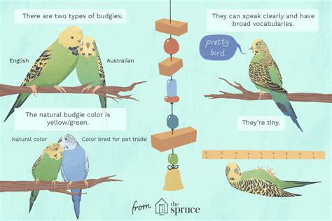 With their small size and sweet, affectionate personalities, budgie ...