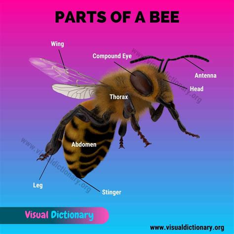 Bee Anatomy: Useful List of 14 Body Parts of A Honey Bee - Visual ...