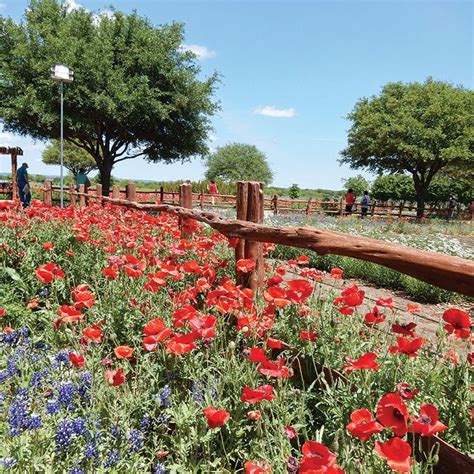 Orange Wildflowers In Texas