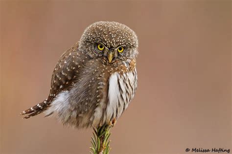 The many faces of a Northern Pygmy-Owl