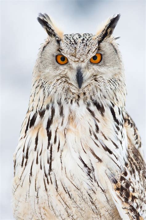 Eurasian Eagle Owl | Fauna | Pinterest